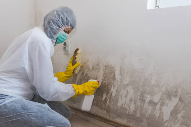 Best Mold Damage Repair  in Volo, IL