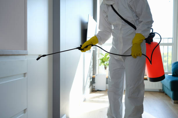 Best Local Mold Removal Service  in Volo, IL