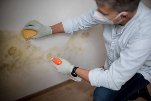 Best Residential Mold Removal  in Volo, IL
