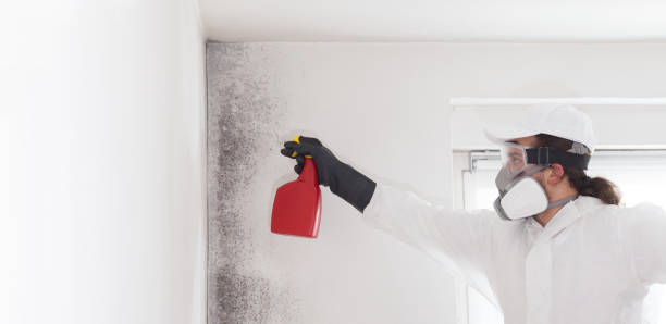 Home Mold Removal in Volo, IL