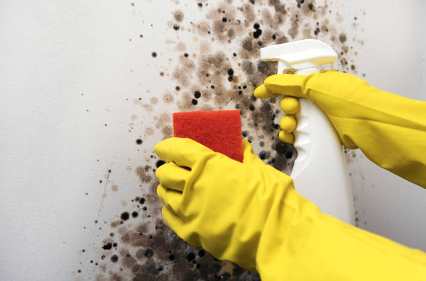 Best Mold Cleaning Services  in Volo, IL